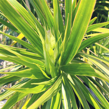 画像をギャラリービューアに読み込む, ドラセナ・コンシンネ 7号 フレックスポットカバーセット