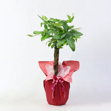 画像をギャラリービューアに読み込む, ギフトラッピング(専用商品ページ・植物用)