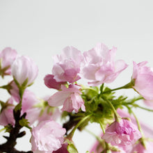 画像をギャラリービューアに読み込む, 苔玉さくら(旭山桜) ※予約商品