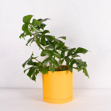 画像をギャラリービューアに読み込む, ヒメモンステラ 5号 北欧デザインストレート鉢カバーセット