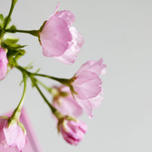 画像をギャラリービューアに読み込む, 苔玉さくら(旭山桜) ※予約商品