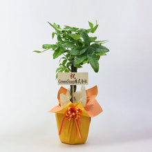 画像をギャラリービューアに読み込む, 【ラッピング&木札付き】パキラ ねじり 7号 ギフトにおすすめ 鉢カバーセット 開店・開業祝い/移転・引っ越し祝い/誕生日祝い