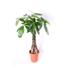 画像をギャラリービューアに読み込む, パキラねじり 7号 鉢カバー&移動に便利なキャスターセット(ポットスタンド)