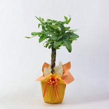 画像をギャラリービューアに読み込む, 【ギフトラッピング】パキラ ねじり 7号 シンプル鉢カバーセット 誕生日/新築祝い/引っ越し祝い/結婚祝い