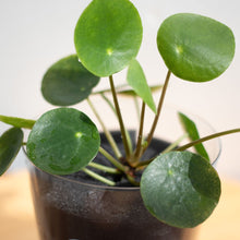 画像をギャラリービューアに読み込む, 【土を使わない観葉植物】テーブルプランツ(Table Plants) ピレア・ペペロミオイデス