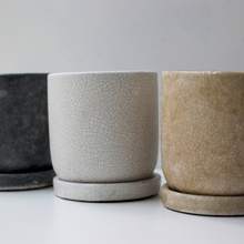 画像をギャラリービューアに読み込む, 【土を使わない観葉植物】テーブルプランツ(Table Plants)1品種×Velho鉢セット