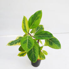 画像をギャラリービューアに読み込む, フィカス・アルテシーマ 6号 高さ約60~80cm 沖縄の観葉植物 No.34-37