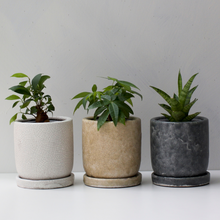 画像をギャラリービューアに読み込む, 【土を使わない観葉植物】テーブルプランツ(Table Plants)1品種×Velho鉢セット