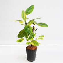 画像をギャラリービューアに読み込む, フィカス・アルテシーマ 6号 高さ約60~80cm 沖縄の観葉植物 No.34-37