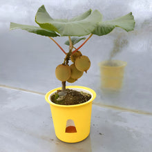 画像をギャラリービューアに読み込む, キウイ・スーパーゴールド 5号