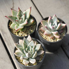 画像をギャラリービューアに読み込む, とげとげ!エケベリア3苗アソートセット 2.5号 国内実生苗