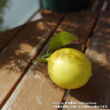 画像をギャラリービューアに読み込む, 【数量限定】実付きレモンの木(リスボン) 5号 ※予約商品:6/29まで 出荷予定:7/4