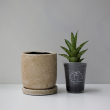 画像をギャラリービューアに読み込む, 【土を使わない観葉植物】テーブルプランツ(Table Plants)1品種×Velho鉢セット