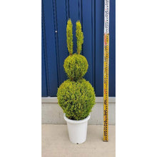 画像をギャラリービューアに読み込む, 【販売期間:11/12まで】コニファー・ゴールドクレスト ウサギ仕立て 8号 1鉢