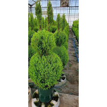 画像をギャラリービューアに読み込む, 【販売期間:11/12まで】コニファー・ゴールドクレスト ウサギ仕立て 8号 1鉢