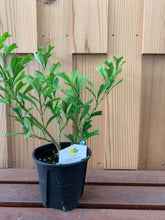 画像をギャラリービューアに読み込む, 【おしゃれな鉢カバーセット】カポック(シェフレラ)・トライアンギュラリス 4号 アーバンプランツポット