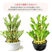 画像をギャラリービューアに読み込む, 【限定34個】ミリオンバンブー(開運竹) 3段タワー仕立て 4号 ※予約商品:12/15まで 出荷予定:12/20