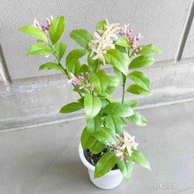 画像をギャラリービューアに読み込む, 【数量限定】実付きレモンの木(リスボン) 5号 ※予約商品:6/29まで 出荷予定:7/4