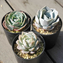 画像をギャラリービューアに読み込む, まるまる!エケベリア3苗アソートセット 2.5号 国内実生苗