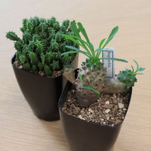 画像をギャラリービューアに読み込む, 【GreenSnap BOX】高知多肉の多肉植物 定期便 (2ヶ月に1回 1個or2個)