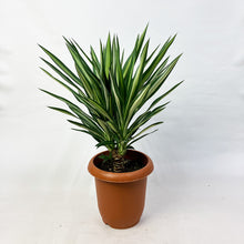 画像をギャラリービューアに読み込む, 【限定15個】ユッカ・シルバースター 7号 ※予約商品:3/30まで 出荷予定:4/4