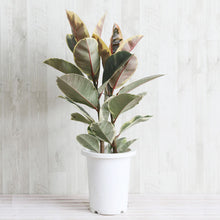 画像をギャラリービューアに読み込む, フィカス・ティネケ 7号