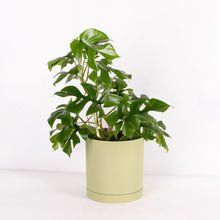 画像をギャラリービューアに読み込む, ヒメモンステラ 5号 北欧デザインストレート鉢カバーセット