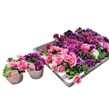 画像をギャラリービューアに読み込む, 【予約商品:3/29発送分】ペチュニア・スイートサンシャイン 3.5号 3ポットセット