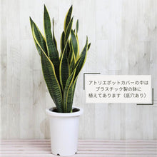 画像をギャラリービューアに読み込む, サンスベリア・ローレンティー 7号 シンプルな植木鉢セット