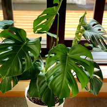画像をギャラリービューアに読み込む, モンステラ・デリシオサ 8号 高さ約70cm〜80cm F4~5,7