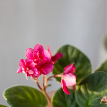 画像をギャラリービューアに読み込む, 【土を使わない花】テーブルプランツ (Table Plants) セントポーリア ※数量限定/予約商品