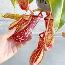 画像をギャラリービューアに読み込む, 【予約商品:6/7発送分】ネペンテス(ウツボカズラ)・ガヤ 5号