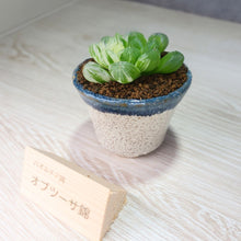 画像をギャラリービューアに読み込む, 【一点物】ハオルチア・オブツーサ錦 2号 信楽焼(丸鉢)セット