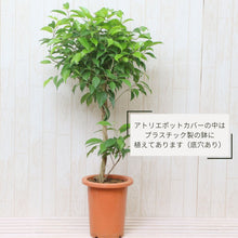 画像をギャラリービューアに読み込む, 【ラッピング&木札付き】フィカス・ベンジャミン'リッチ' 7号 ギフトにおすすめ 鉢カバーセット 開店・開業祝い/移転・引っ越し祝い/誕生日祝い