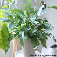 画像をギャラリービューアに読み込む, 【予約商品:4/2以降発送】ポリポジウム・ブルースター 7号