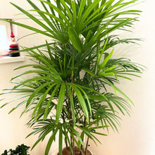 画像をギャラリービューアに読み込む, シュロチク 8号 シンプルな鉢カバーセット