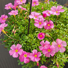 画像をギャラリービューアに読み込む, 【予約商品:1/16発送】オキザリス・もものかがやき 3.5号 3ポットセット