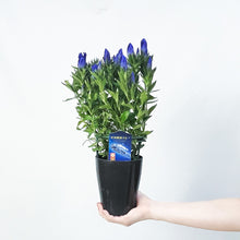 画像をギャラリービューアに読み込む, 【限定40鉢】リンドウ 花巻銀河ブルー 4号