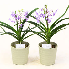 画像をギャラリービューアに読み込む, 【予約商品:2/2発送分】バンダ系 ヨネザワ ブルースター 3.5号 1鉢