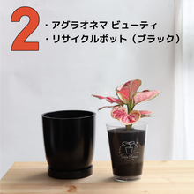 画像をギャラリービューアに読み込む, 【土を使わない観葉植物】テーブルプランツ(Table Plants) アグラオネマ×リサイクルポット(ブラック)