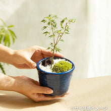 画像をギャラリービューアに読み込む, もみじ(桂)のミニ盆栽 萬古焼鉢セット 3.5号 1鉢