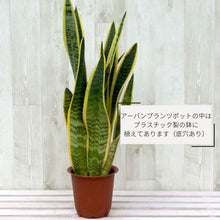 画像をギャラリービューアに読み込む, サンスベリア・ローレンティー 5号 ナチュラルなカゴセット