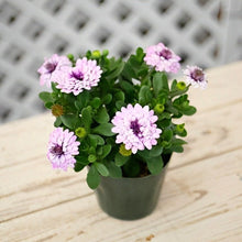 画像をギャラリービューアに読み込む, 【予約商品:3/22発送】オステオスペルマム・シルム 3.5号 3ポットセット