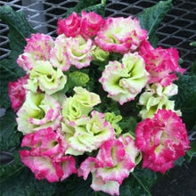 画像をギャラリービューアに読み込む, 【予約商品:2/2発送】プリムラ・ポリアンサ'リボン' 4号 3ポットセット(花色おまかせ)