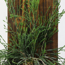 画像をギャラリービューアに読み込む, 【一点物】板付 リプサリス・ハティオラ