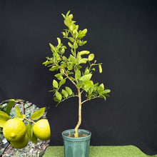 画像をギャラリービューアに読み込む, タヒチ ライム 苗 8号 高さ約90cm 国内栽培