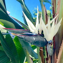 画像をギャラリービューアに読み込む, ストレリチア・オーガスタ 7号 室内におすすめ観葉植物