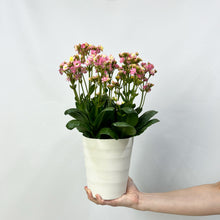 画像をギャラリービューアに読み込む, 【限定30個】カランコエ・メイリーブーケ 5号 ※予約商品:4/27まで 出荷予定:5/6