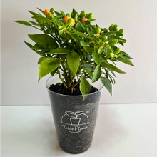 画像をギャラリービューアに読み込む, 【ボタニカルソイルCUP観葉】テーブルプランツ(Table Plants) 五色トウガラシMIX