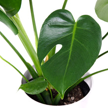画像をギャラリービューアに読み込む, モンステラ・アダンソニー 6号 シンプルでおしゃれな植木鉢カバーセット